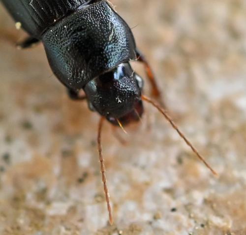 Réf. 343 815 : Ophonus azureus